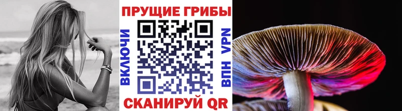 Псилоцибиновые грибы мицелий  хочу наркоту  Зверево 